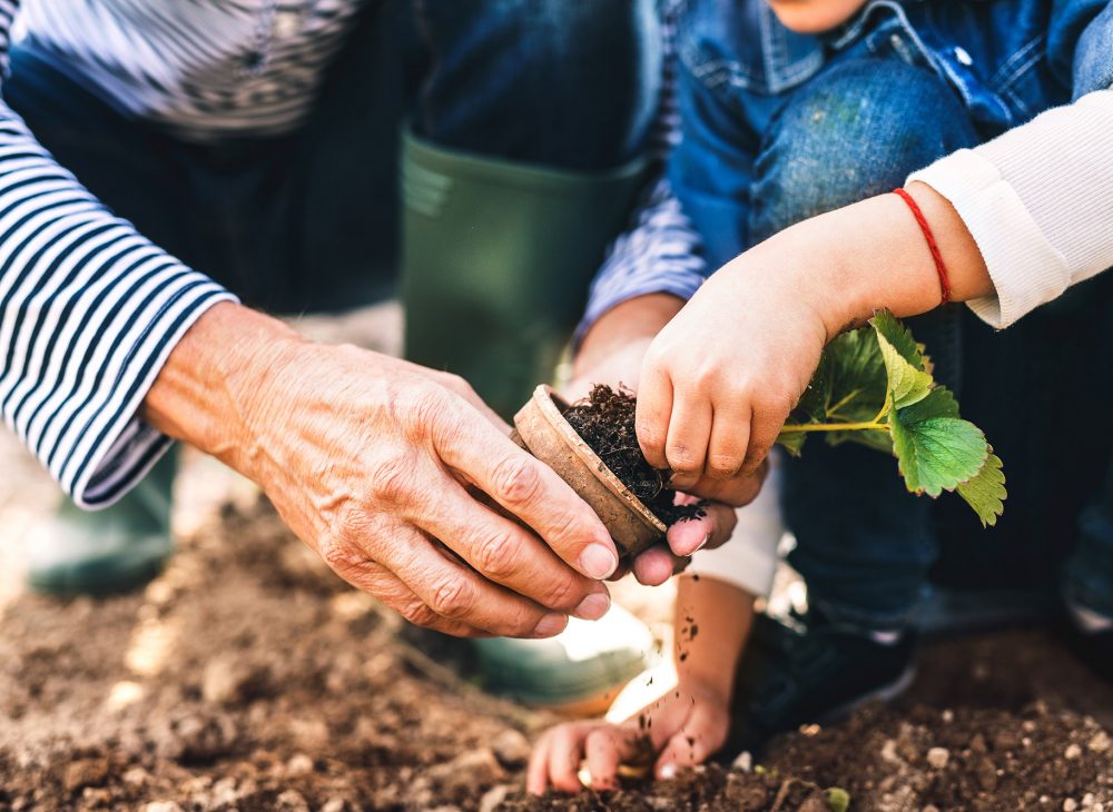 Senior man with grandaughter gardening in the backyard garden.